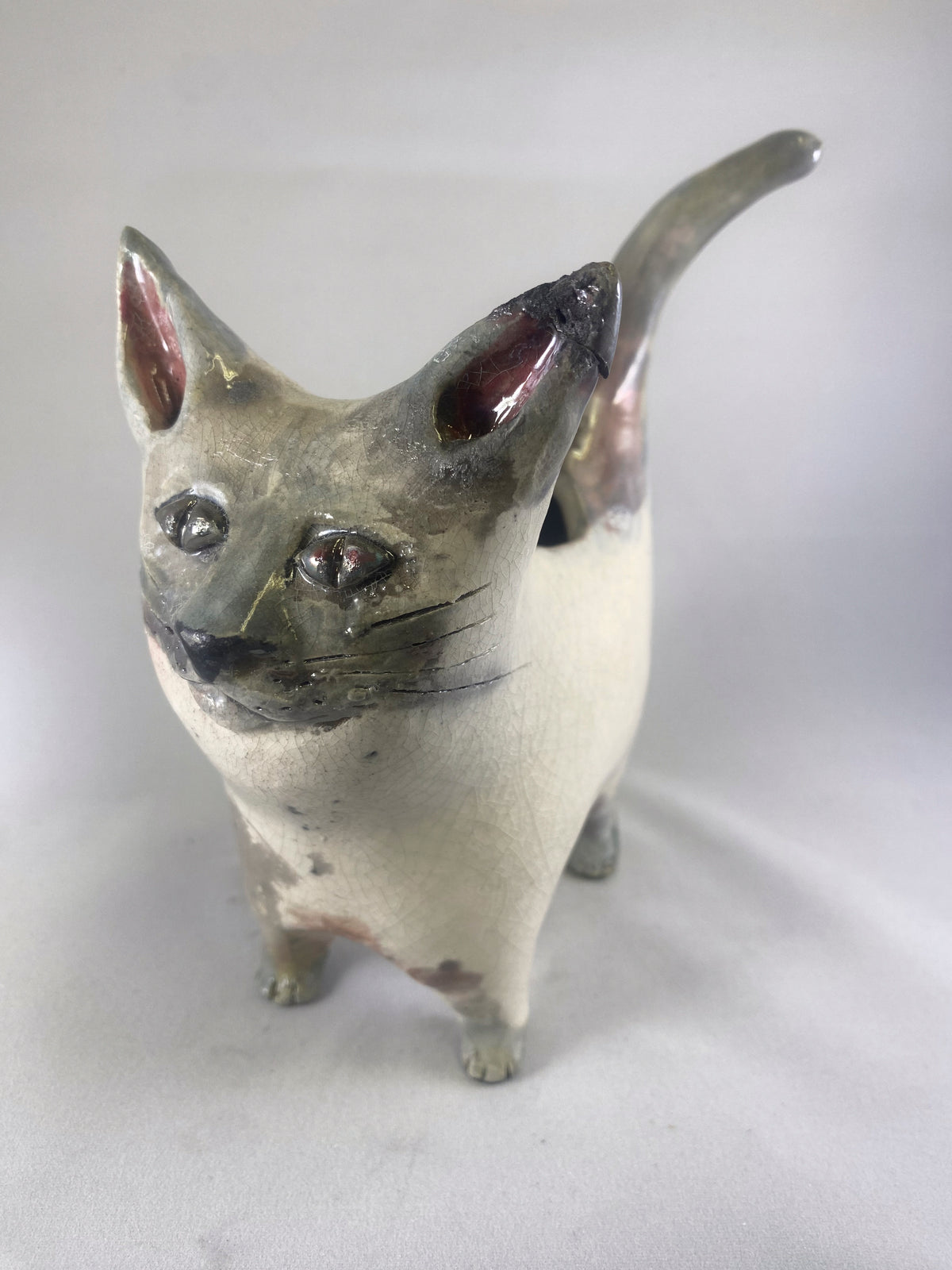 Silvertip Cat