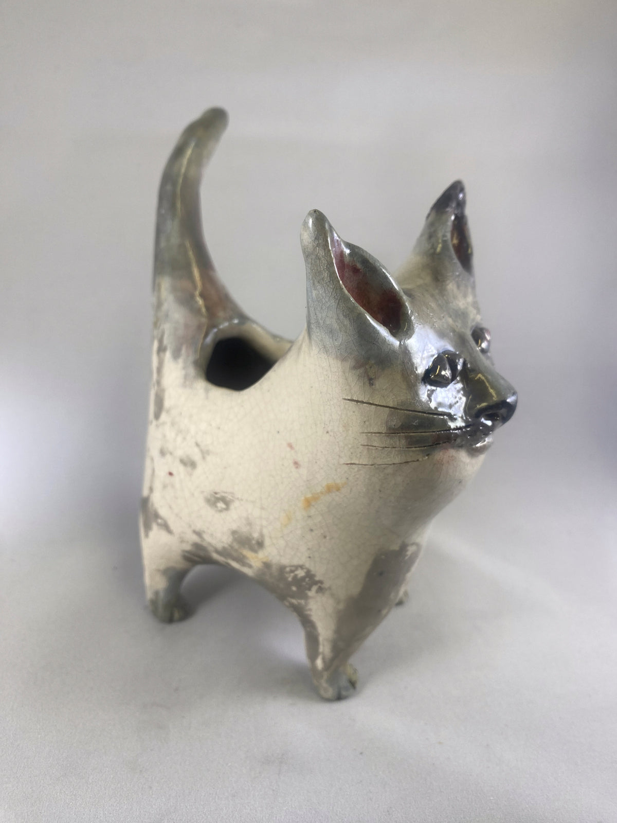 Silvertip Cat